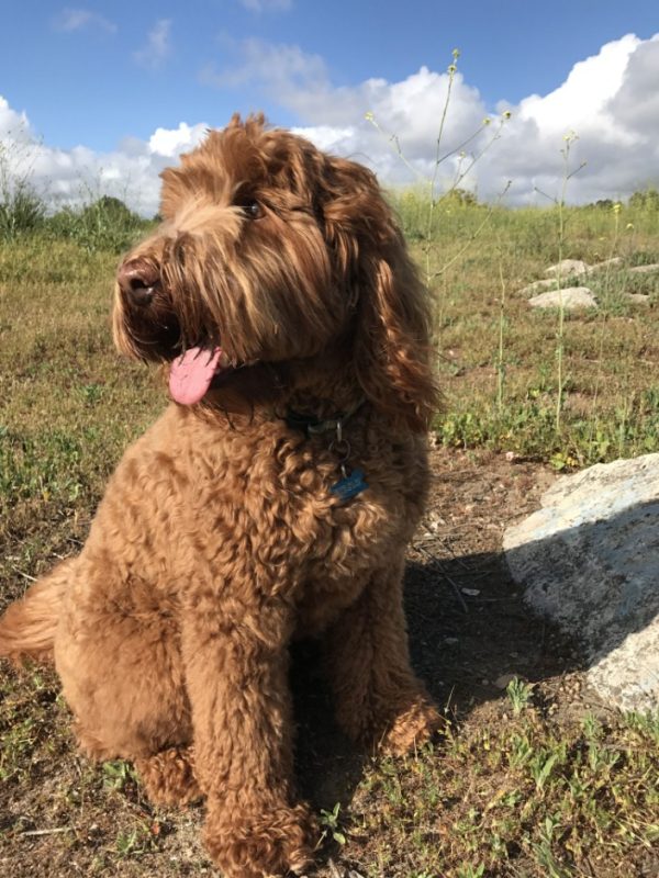 Goldendoodle Dog Guide: Tips on How To Care for Your Goldendoodle Simplifying Dog Health