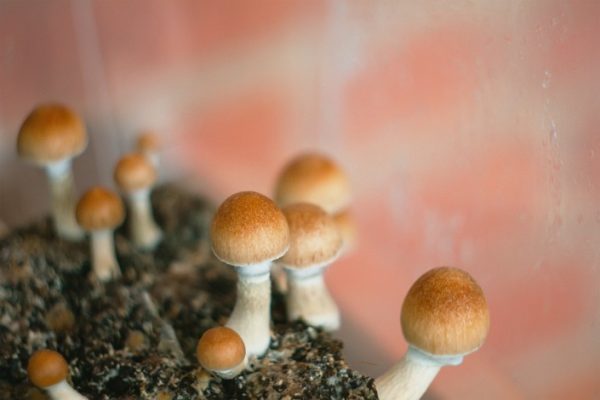 Liberty cap: the surprising tale of how Europe’s magic mushroom got its name