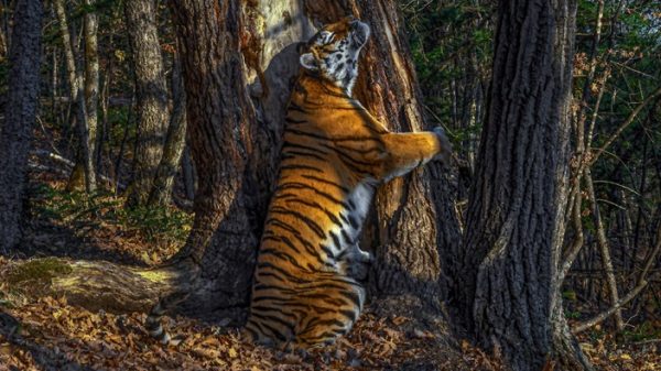 How Americas Most Cherished Photographer Learned to See