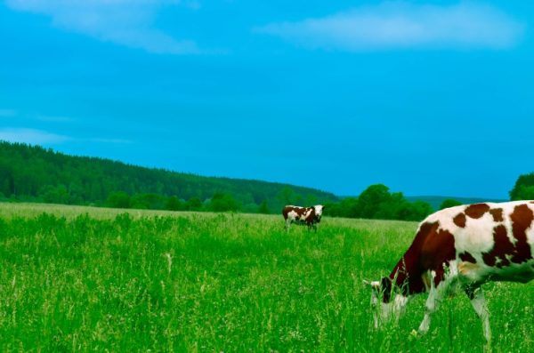 How to Create a Cattle Pasture