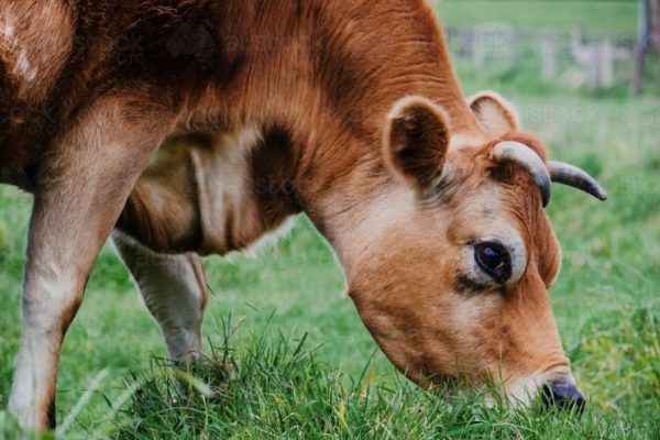 Grass Vs  Grain: How it Affects the Cow