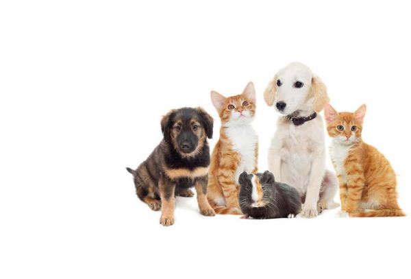 Holidays and Pets: How to Keep Them Safe this Season Veterinary Medicine News