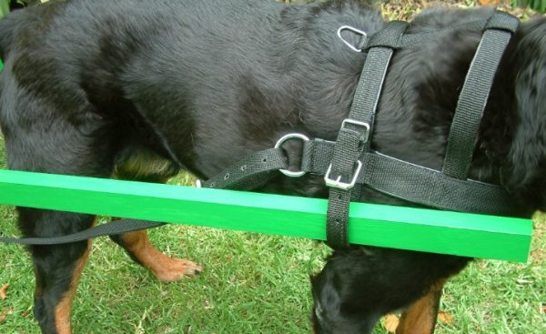 How To Put On A Dog Harness? A Complete Guide