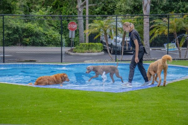 First Aid For Pets Learn How To Provide Emergency Care