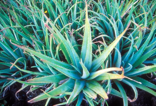 How to grow & care for Aloe Vera