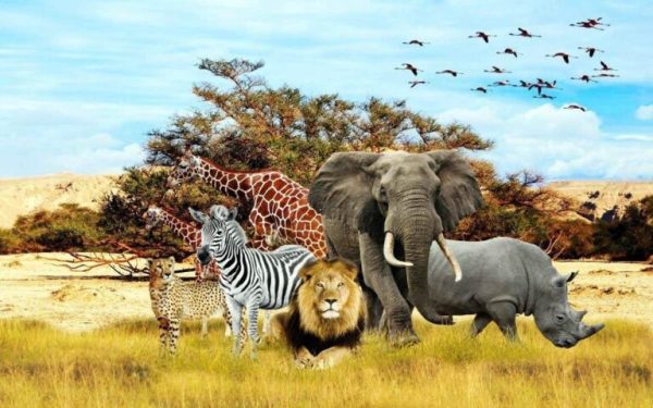 Can humans ever understand how animals think? Animals