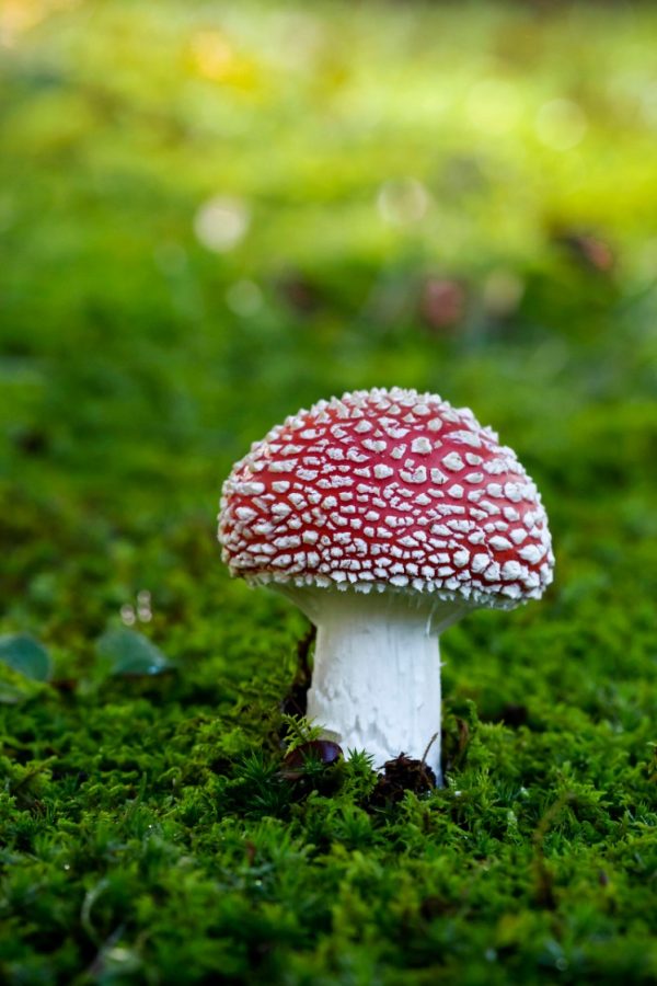 File:Look how enormous this Amanita Muscaria Fly Agaric mushroom  Quintessential it is a toadstool because of its poissoness. Syn. Fly amanita, D= Fliegenpilz, F= Amanite tue-mouches, NL= Vliegenzwam is. Compared to the oa panoramio.jpg