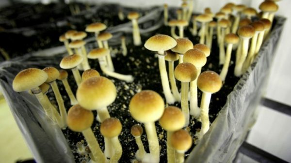 The Remarkable Effects of Magic Mushrooms on the Human Brain