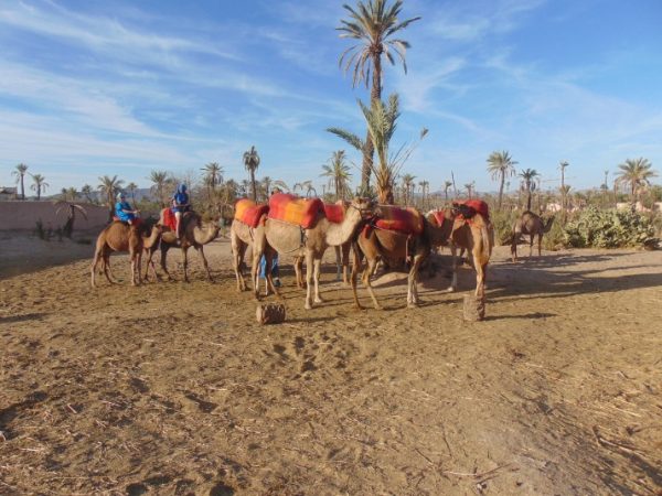 Discover the Timeless Charm of Camel Ride Marrakech