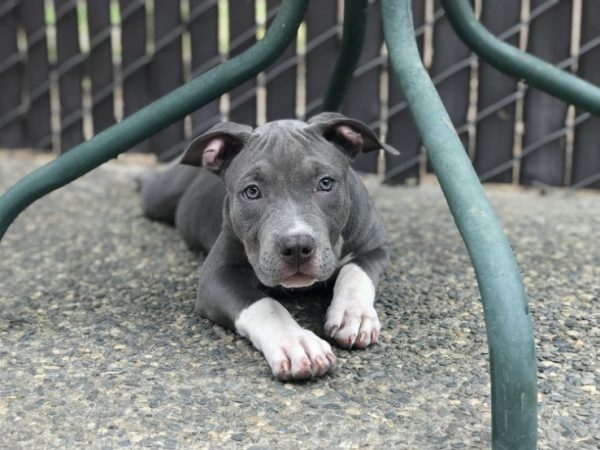 Discover Your Perfect Companion: Pitbull Puppies for Sale